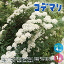 【P2倍★マラソン期間中】コデマリ(小手毬)【庭木 4号鉢/1個売り】小手毬 手毬花 テマリバナ 鈴掛 スズカケ 寄せ植え