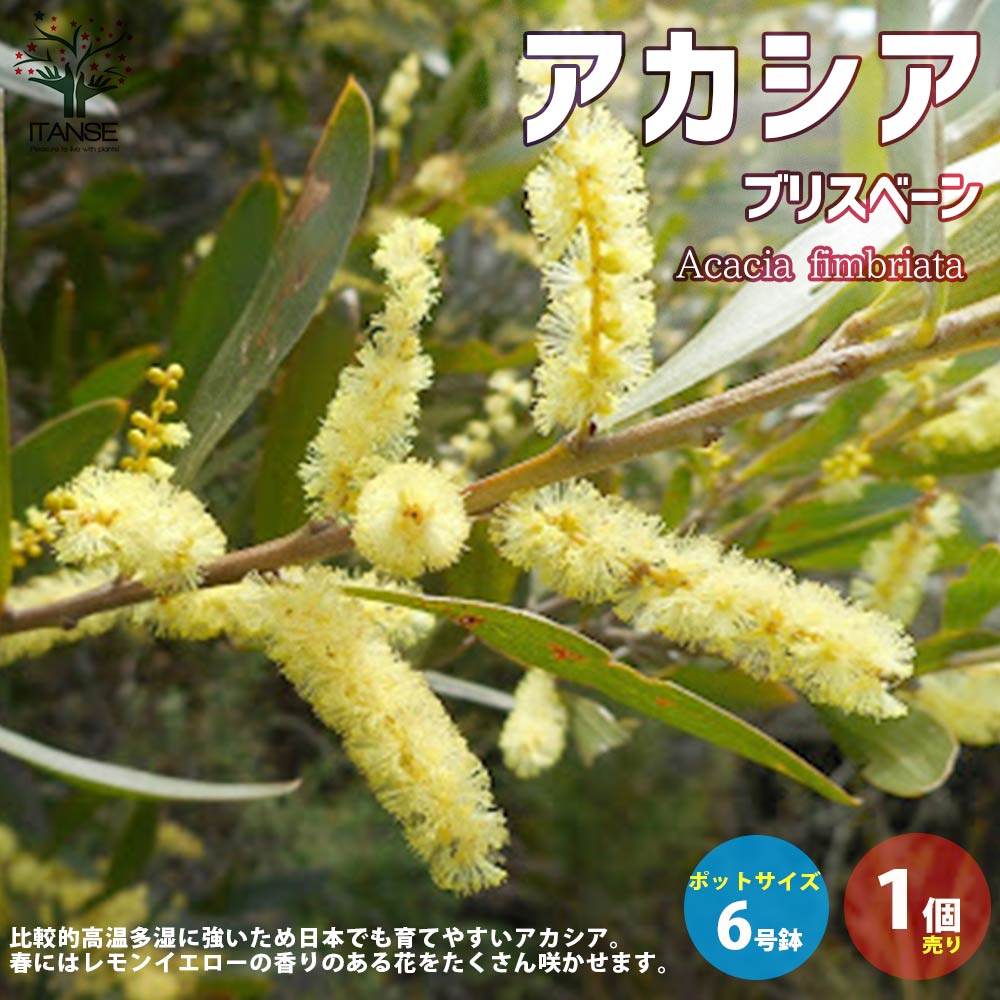 ������̵���ۥ������� �֥ꥹ�١��� ���� 6��ݥå��� 1����� �������� �ե�����󥸥��� �֤Τ�����餷 �ե��Х�󥿥��� �ߥ˥���󥸥��� ��...