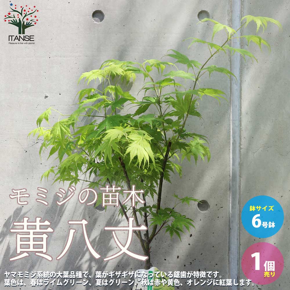 ������̵���ۥ�ߥ� ( ������ ) �������ʼ��Ȭ�� ( ���ϥ����祦 ) ���� ������ 6��ȭ 1����� ������ �� ��ߤ� ��ߥ� ���� ����̵�� ¨Ǽ