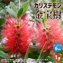 【送料無料】カリステモン ( 金宝樹 ) 庭木 6号ポット苗 1個売り カリステモン ブラシの木 ブラシノキ 金宝樹 キンポウジュ ボトルブラッシュ 花槇 ハナマキ 花苗 送料無料 即納