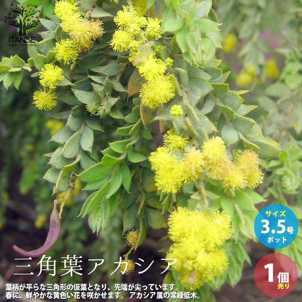 【送料無料】三角葉アカシア 【庭木 3.5号ポット苗／1個売り】アカシア サンカクバアカシア 三角葉 アカシア苗 アカシアの苗 アカシアの苗木 フラワーのサムネイル