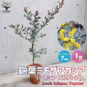 【P2倍★マラソン期間中】アカシアプルプレア(銅葉ミモザアカシア)【庭木 7号鉢大苗(茶鉢)/1個売り】ギンヨウアカシア ハナアカシア 半耐寒性常緑低木 カラー...