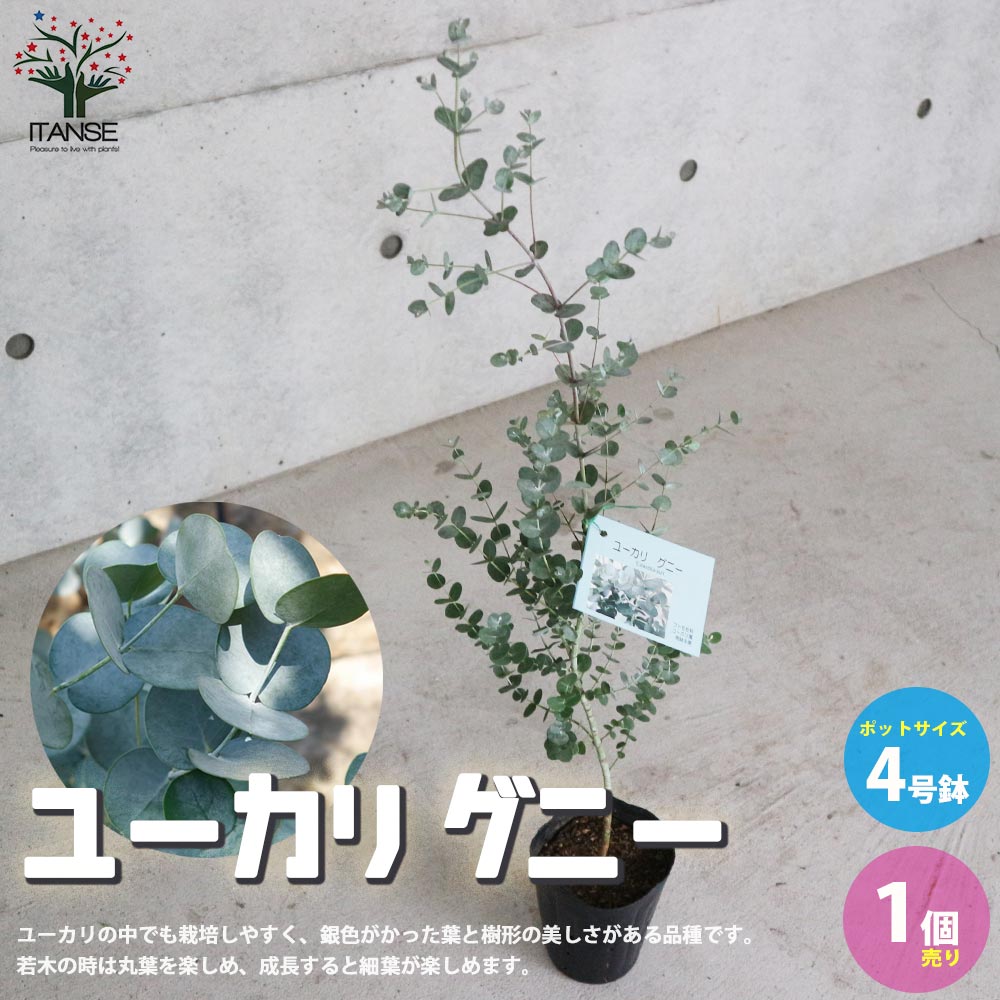 【送料無料】ユーカリグニー【庭木 ハーブ苗4号鉢L／1個売り】ユーカリ ユーカリの苗 ユーカリの苗木 スワッグ・花束の素材として人気のサムネイル