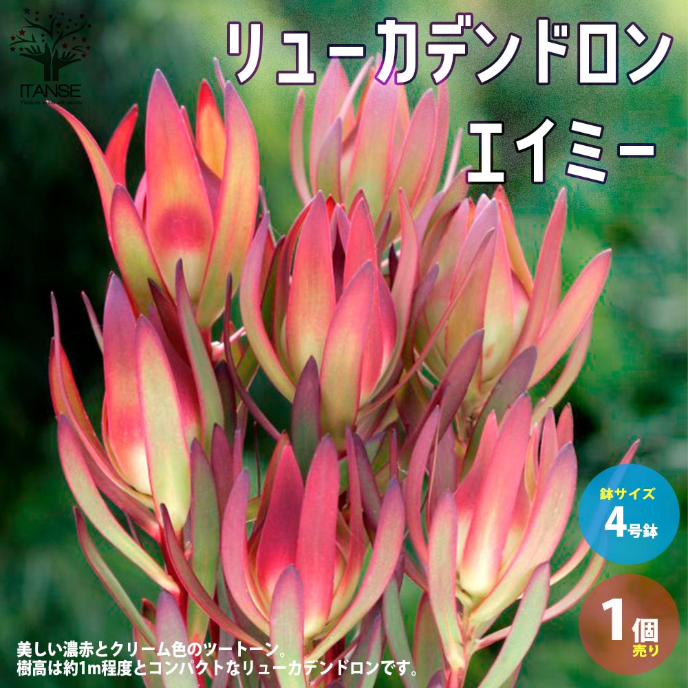 【送料無料】リューカデンドロン・エイミー(アミー)【庭木 4号鉢／1個売り】銀葉樹 ギンヨージュ ヤマモガシ フラワーアレンジメントのサムネイル