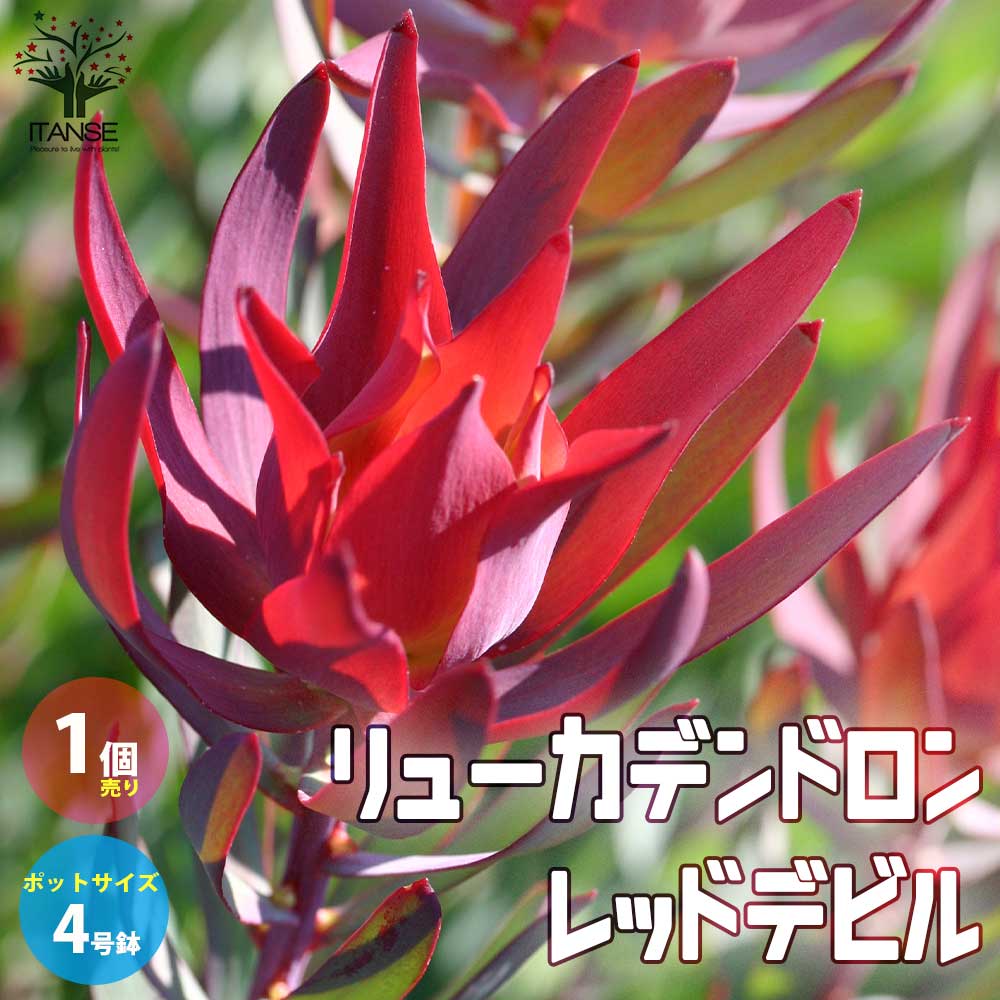【送料無料】リューカデンドロン・レッドデビル【庭木 4号鉢／1個売り】銀葉樹 ギンヨージュ ヤマモガシ フラワーアレンジメントのサムネイル