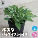 【P2倍★マラソン期間中】ホスタ・パラダイスジョイ【庭木 宿根草 6号ポット/1個売り】 hosta苗 ギボウシ苗 ギボウシの苗 擬宝珠 シェードガーデン