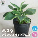 【P2倍★マラソン期間中】ホスタ・フランシスウィリアムズ【庭木 宿根草 6号ポット/1個売り】 hosta苗 ギボウシ苗 ギボウシの苗 擬宝珠 シェードガーデン