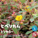 【送料無料】ヒペリカム トリカラー 庭木 3号ポット 1個売り カラリーフ 寄せ植え 人気 ガーデニング 送料無料 即納