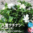 【送料無料】八重クチナシ ( ガーデニア ) 庭木 5号鉢 1個売り 梔子 クチナシ 口無し センプク ケープジャスミン 芳香が強い 街路樹 生垣 送料無料 即...