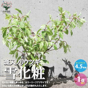 【送料無料】斑入ノリウツギ 雪化粧 庭木 4.5号ポット 1個売り ピラミッドアジサイ アジサイ科 ユキノシタ科 寄植え 初心者にもオススメ 送料無料 即納
