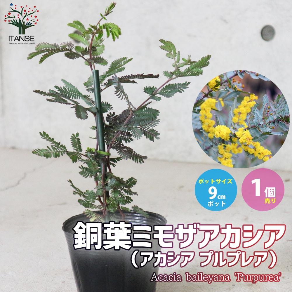 【送料無料】銅葉ミモザアカシア(アカシア プルプレア)【庭木 9cmポット／1個売り】ミモザアカシア 銅葉アカシア ハナアカシア ミモザ 花木 花木苗 花苗 花の苗 グランドカバーのサムネイル