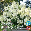 【P2倍★マラソン期間中】ノリウツギ リトルホイップ(ボボ)【庭木 5号ポット/1個売り】日本原産の紫陽花(あじさい)の仲間 ピラミッドアジサイ 糊空木(ノリウ...