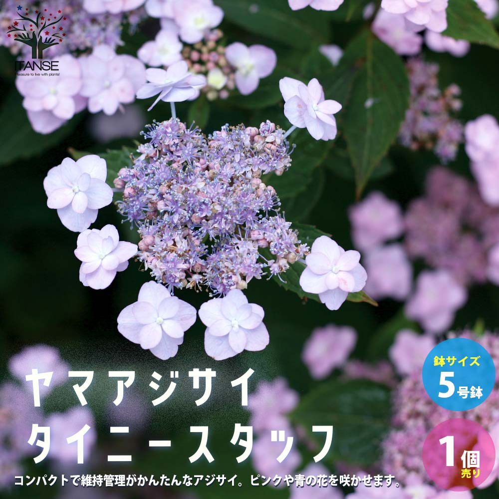 【送料無料】ヤマアジサイ タイニータフスタッフ【庭木 5号ポット／1個売り】紫陽花 ハイドランジア シンボルツリー ガーデニング PVPのサムネイル
