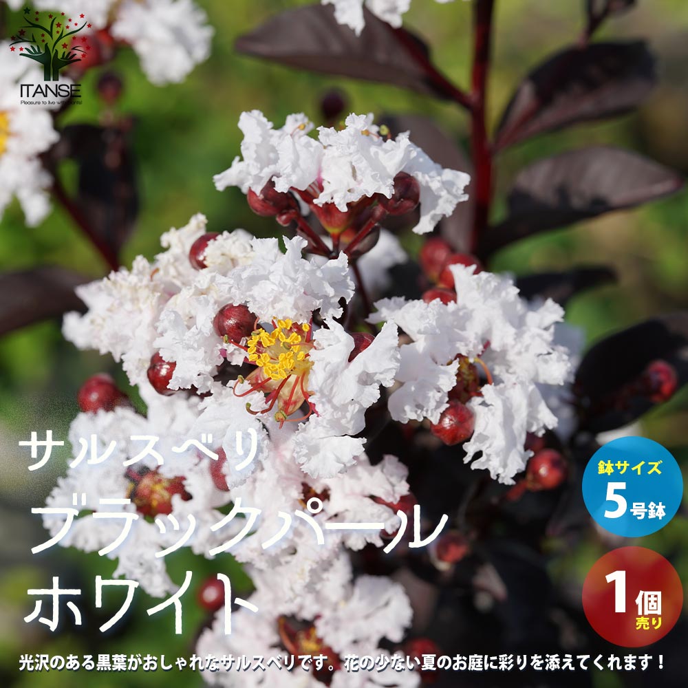 【送料無料】サルスベリ ブラックパール ホワイト 【庭木 5号ポット／1個売り】百日紅(ヒャクジツコウ) シンボルツリーや誕生、結婚、引越の記念樹として人気のサムネイル