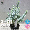 【送料無料】ユーカリ アルビダ 庭木 3.5号ポット 1個売り ユーカリ ユーカリの苗 ユーカリの苗木 グニー グニユーカリ グニーユーカリ 庭木 送料無料 即納