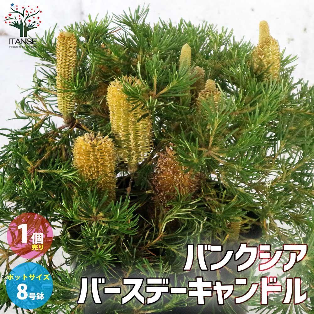 【送料無料】バンクシア・スピヌロサ・バースデーキャンドル【庭木 8号鉢大苗／1個売り】ヤマモガシ 常緑 矮性 這性 低木 オージープランツ オーナメント ネイティブプランツ カラーリーフ シンボルツリー ギフト プレゼント 贈答のサムネイル