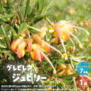 グレビレア・ジュビリーGrevillea ヤマモガシ シンボルツリー ガーデニング 常緑低木