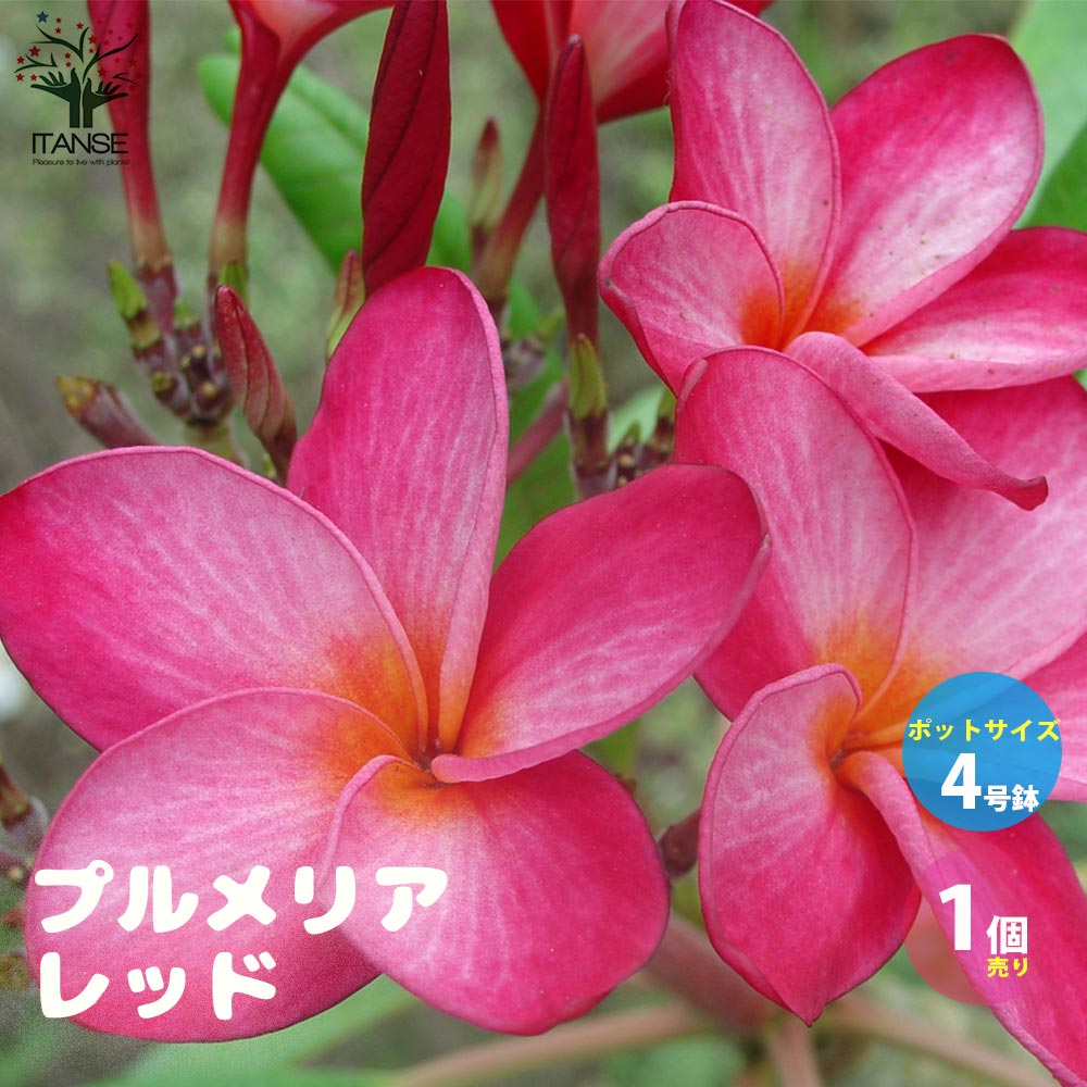 【送料無料】プルメリア レッド【庭木 熱帯花木苗 4号鉢／1個売り】インド素馨(インドソケイ) レイなどの装飾品に使用のサムネイル