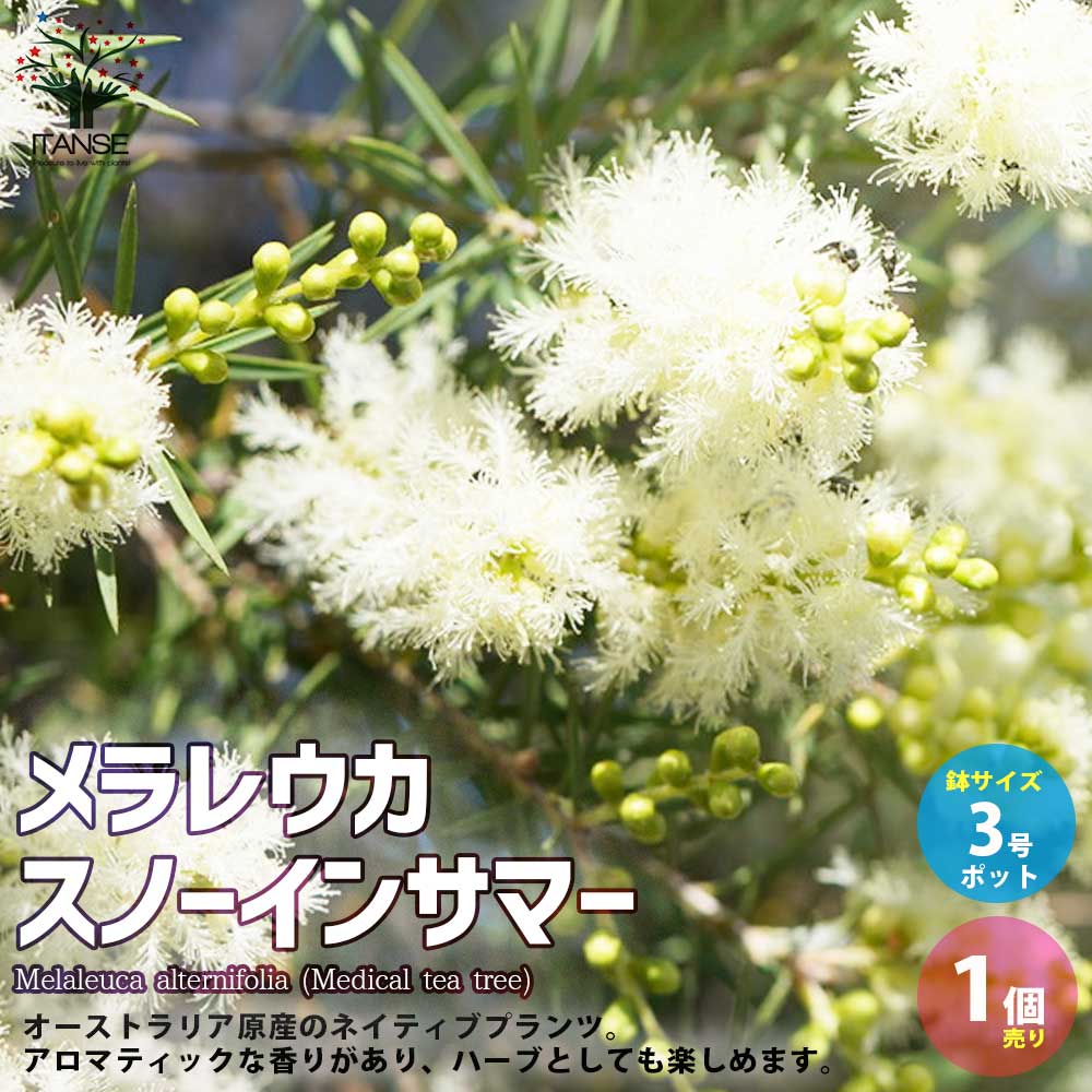 【送料無料】メラレウカ・スノーインサマー 【庭木 庭園樹木・ハーブ 3号ポット／1個売り】丈夫 低木 常緑低木 お花のサムネイル