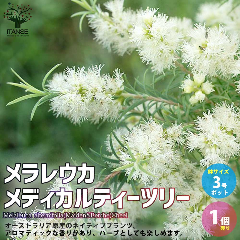 【送料無料】メラレウカ・メディカルティーツリー 【庭木 庭園樹木・ハーブ 3号ポット／1個売り】丈夫 低木 常緑低木 シンボルツリー ギフト プレゼント 贈答 お祝いのサムネイル