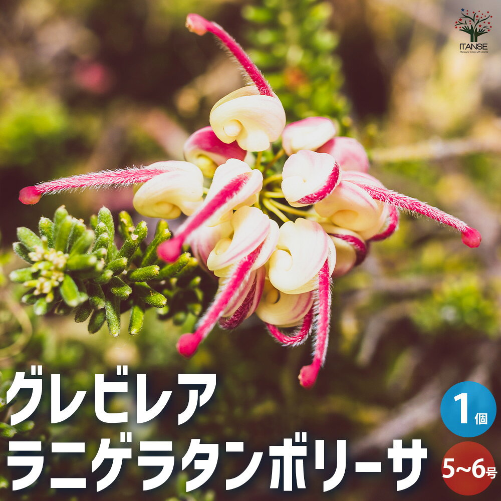 【送料無料】グレビレア ラニゲラタンボリーサ 庭木 5〜6号鉢 1個売り Grevillea ヤマモガシ シンボルツリー ガーデニング 常緑低木 送料無料 即納