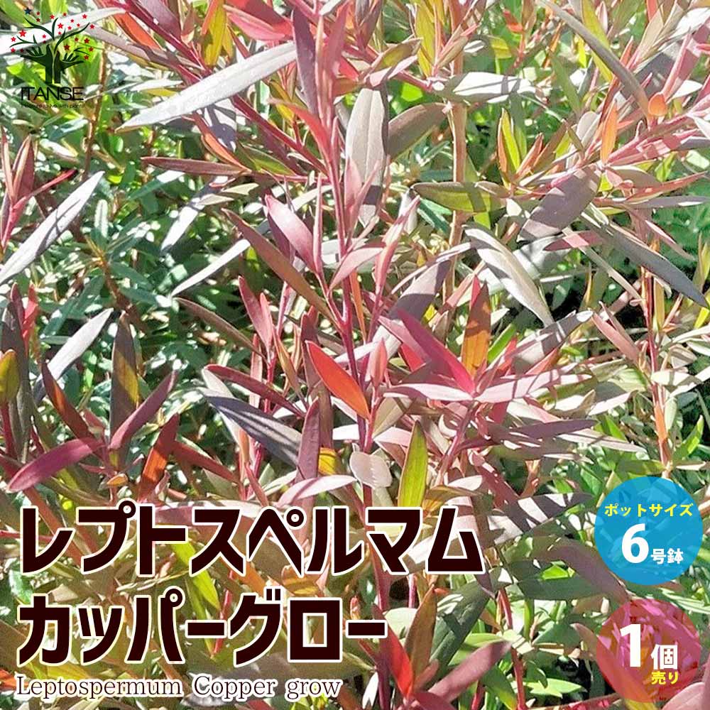 ������̵���ۥ�ץȥ��ڥ�ޥ� ���åѡ������� ���� 6�� 1����� ���������ץ��� ����ܥ�ĥ꡼ ���ˤ� £�� �ץ쥼��� ������ ����̵�� ¨Ǽ