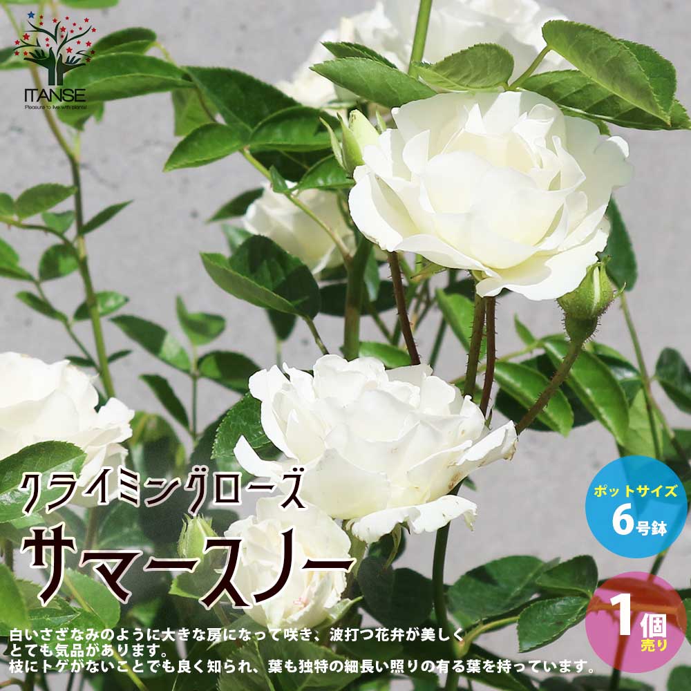 バラ 鉢植え 【送料無料】薔薇の苗""サマースノー""クライミングローズ(CL)【庭木 6号大苗／1個売り】バラ苗 バラの苗 薔薇苗 ローズガーデン rose バラ園 フラワーガーデン