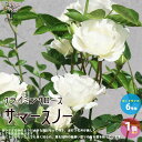 【P2倍★マラソン期間中】薔薇の苗
