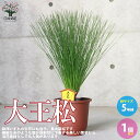 【P2倍★マラソン期間中】大王松【庭木 庭園樹木 5号/1個売り】大王松 ダイオウショウ 園芸品種 カラーリーフ 盆栽 ガーデニング 鑑賞 栽培 庭園菜園
