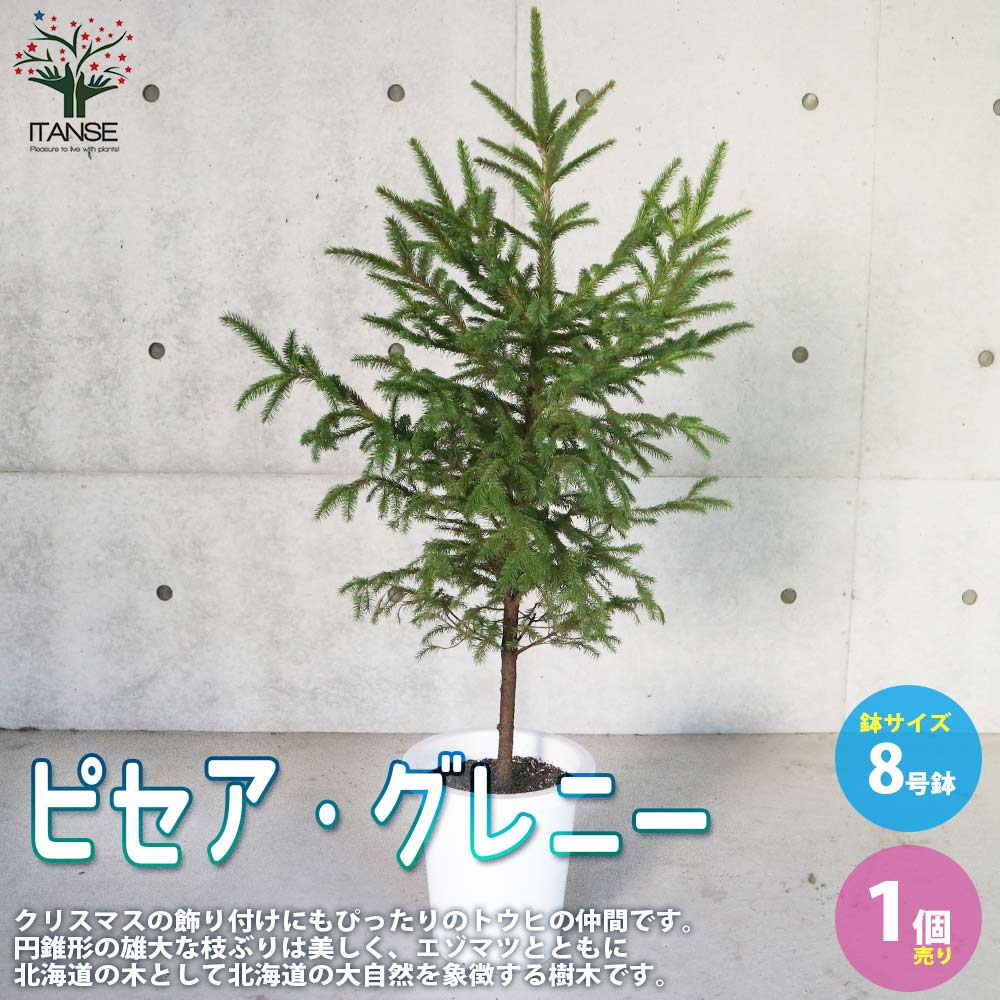 【送料無料】ピセア グレニー ( アカエゾマツ ) 庭木 庭園樹木 8号 大苗 1個売り アカエゾマツ ピセア グレニー 園芸品種 カラーリーフ ガーデニング 送料無料 即納