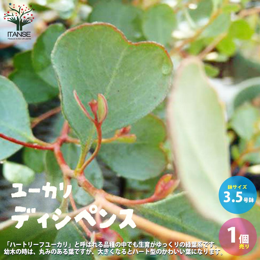 【送料無料】ユーカリディシペンス【庭木 3.5号ポット苗／1個売り】ユーカリ ユーカリの苗 ユーカリの苗木 グニー グニユーカリ グニーユーカリ 庭木のサムネイル