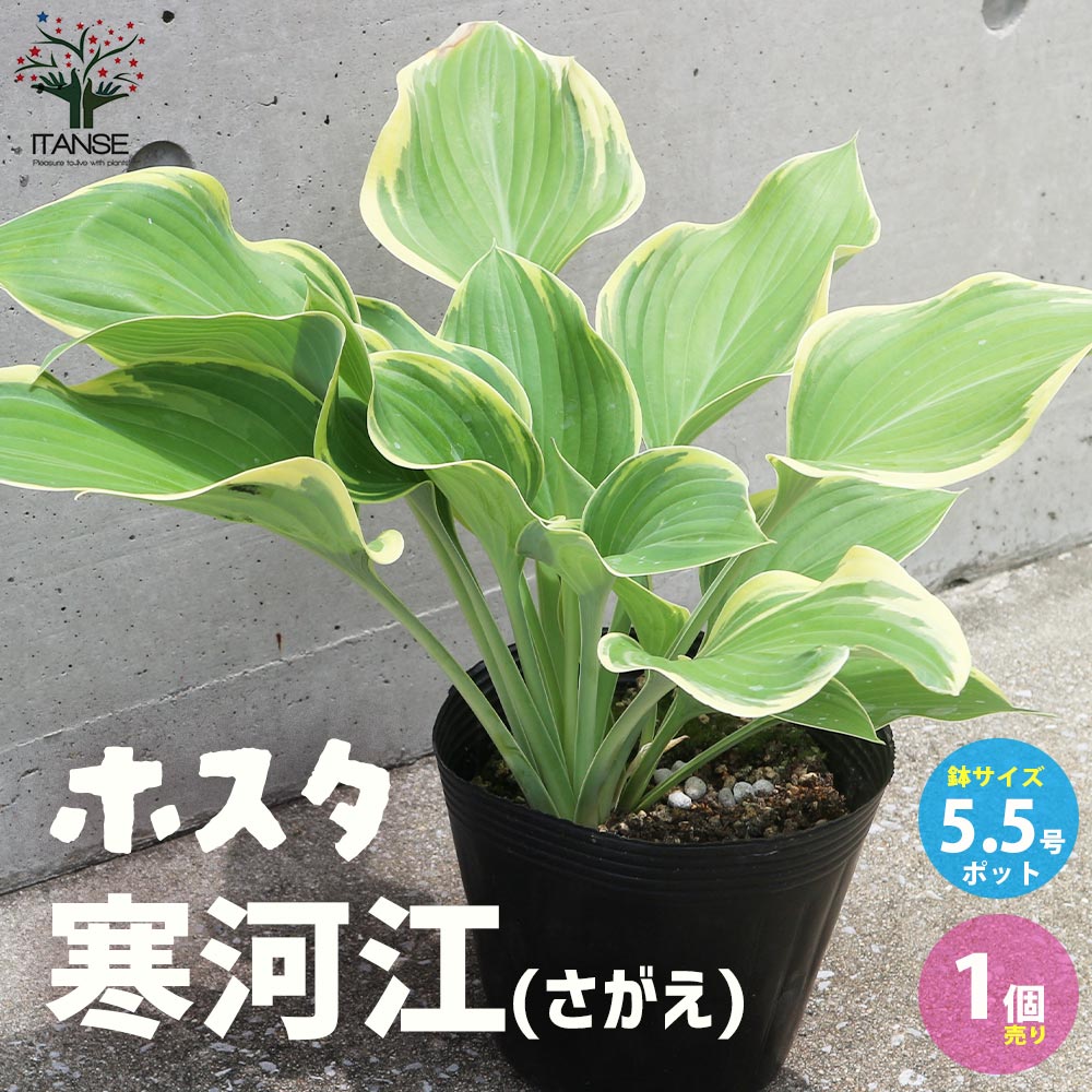 楽天市場】ギボウシ（植木｜ガーデニング・農業）：花・ガーデン・DIY