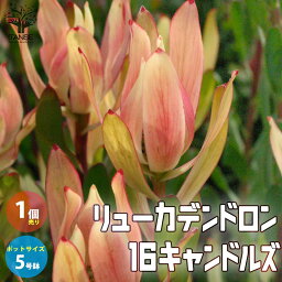 【送料無料】リューカデンドロン・シックスティーンキャンドルズ【庭木 5号鉢／1個売り】銀葉樹 ギンヨージュ ヤマモガシ フラワーアレンジメント