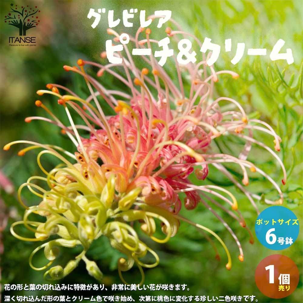 【送料無料】グレビレア・ピーチ&クリーム 【庭木 6号／1個売り】グレビレア苗木 グレビレアの苗木 ロブスタ ハゴロモノキ シノブノキ シルキーオーク 常緑高木 花木のサムネイル