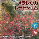 【P2倍★マラソン期間中】メラレウカ レッドジェム【庭木 7号/1個売り】ティーツリー 丈夫 低木 常緑低木 常緑高木 お花 多年草 キャプテン・クック