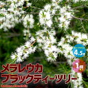 【P2倍★マラソン期間中】メラレウカ ブラックティーツリー【庭木 4.5号/1個売り】ティーツリー 丈夫 低木 常緑低木 常緑高木 お花 多年草 キャプテン・ク...