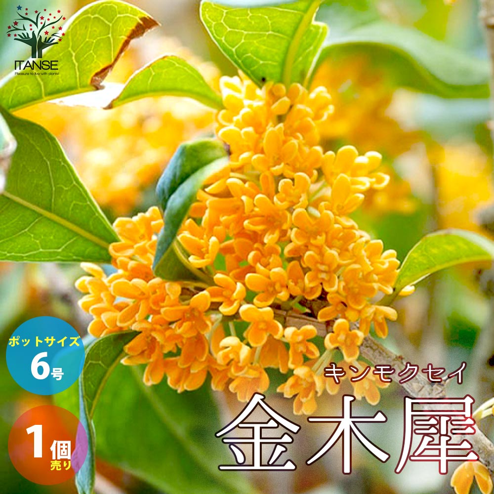 【マラソン中★ポイントUP】金木犀(キンモクセイ)【庭木 6号／1個売り】花木 花の木 花苗 花の苗 庭園樹木 常緑 四季咲き 記念樹 生垣 庭木 街路樹 シンボルツリー 香り 癒し 押し花 挿し花 香水 苗木 観賞