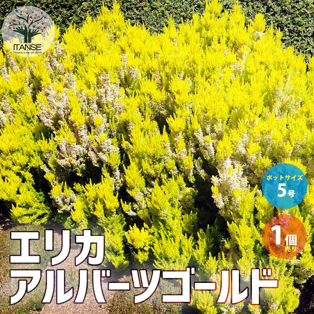 エリカ アルバーツゴールド【庭木 5号／1個売り】 園芸品種 寄せ植え 寄せ植え 苗木 花木 庭木 植木 盆栽 ガーデニング 鑑賞 栽培 庭園菜園