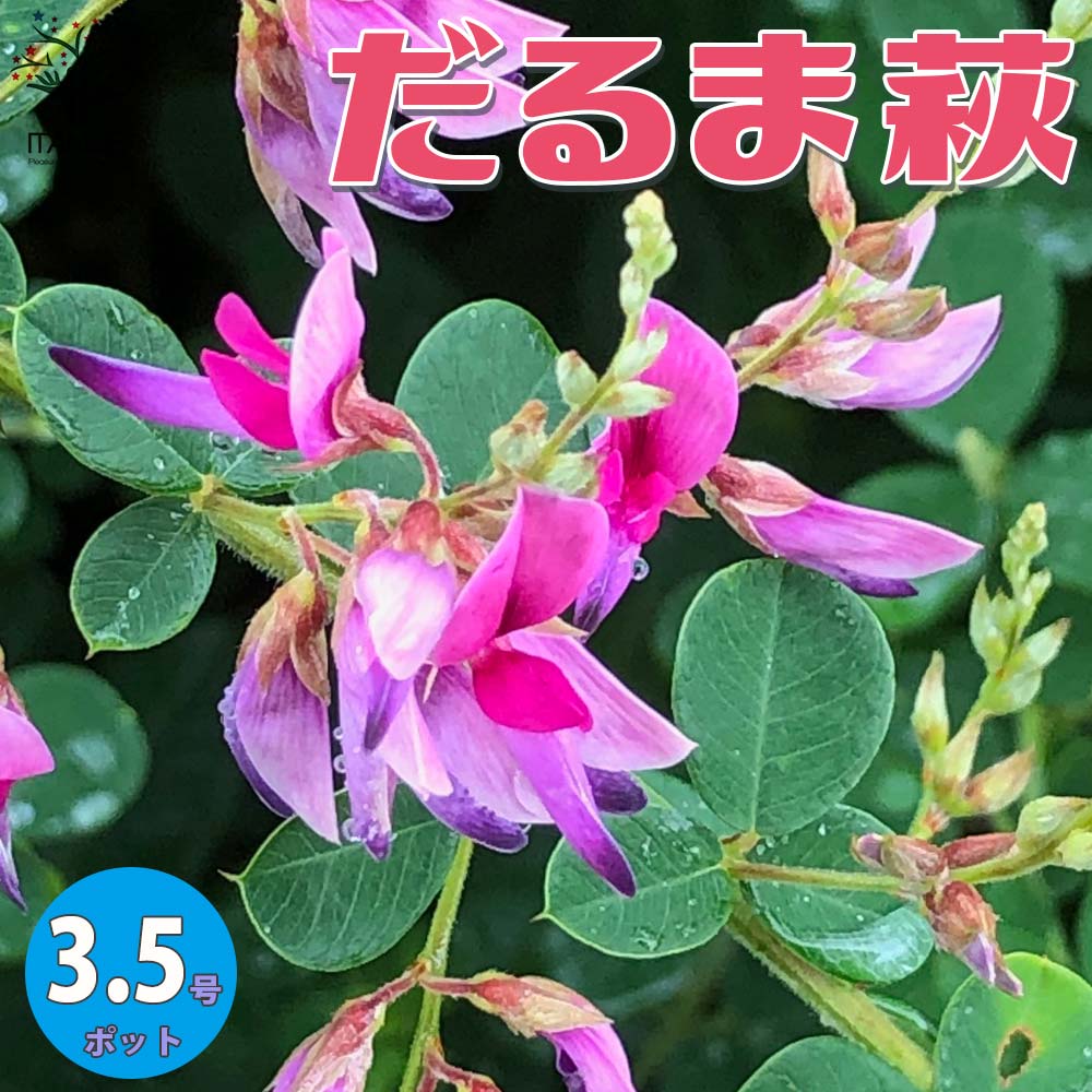 ダルマハギは、刈り込んでも枝を1m以上伸ばすほど生育旺盛です。枝垂れて、晩夏から秋にかけて、多数の赤紫色の花を咲かせるのが特徴です。自生がないため、人為的に作出されたと考えられ、本州日本海側の多雪地帯に分布するケハギ(L.patens)から選抜されたとも、中国原産であるともいわれますが、その起源は明らかではありません。ユリやラン、ツツジが、特定の種類の植物名ではなく、共通の特性をもつグループの総称であるように、「ハギ」は、ヤマハギ(L.bicolor)やマルバハギ(L.cyrtobotrya)、ケハギなどの野生種や、その園芸品種の総称として使われています。どれも栽培容易で、秋の風情を楽しむことができます。学名：Lespedeza patensタイプ：マメ科ハギ属原産地：日本別名：達磨萩、ケハギ樹高：1.5〜2m開花時期：7〜9月花色：赤紫色耐寒性：強い耐暑性：強い【※出荷タイミングにより苗の大きさは大きくなったり小さくなったりしますが、生育に問題が無いものを発送いたします。商品の特性上、背丈・形・株張り等、植物には個体差がありますが、同規格のものを送らせて頂いております。また、植物ですので多少の枯れ込みやキズ等がある場合もございます。予めご了承下さい】【育て方】■日当たり・置き場所ハギの根には根粒菌が共生するため、やせ地でもよく育ちます。水はけのよい土壌で、日当たりがよい場所であれば、土質を選ばず良好に生育、開花します。■水やり庭植えでは、真夏の高温乾燥が続くとき以外には必要ありません。鉢植えは、夏の高温期には水切れしないように、十分に与えます。■肥料特に必要ありませんが、庭植えで株を大きく育てたいときには、1月から3月の間に寒肥として、緩効性化成肥料や固形の油かすを施します。鉢植えでは、肥料は必要ありません。■病害虫病気はほとんど見られませんが、新芽の伸び始める4月中旬以降にアブラムシが発生します。■用土夏の高温期に乾燥しすぎない、水はけのよい用土が適しています。■植えつけ、 植え替え厳寒期を避けた落葉期中の、11〜12月、2月下旬〜3月中旬に植えつけ、植え替えを行います。腐葉土や完熟堆肥などを混合したものを施して植え、十分に水を与えて根株と土を密着させます。■剪定毎年、花が終ったあとに株元から刈り込みます。春には新芽が出て茂り、秋には開花します。【お読みください】植物には個体差があり、お届け時には掲載画像と異なったイメージになる場合が御座います。背丈・株張りなどは出荷タイミングや季節などで、小さくなったり大きくなったりします。植物の状態を確認し、生育に問題が無い事を確認して出荷しております。ご了承ください。【検索キーワード】ハギ 萩 ダルマハギ だるま萩 達磨萩 秋の七草 マメ科 ハギ属 多年草 園芸品種 カラーリーフ 秋 苗木 花木 庭木 植木 庭木 鑑賞 栽培 庭園菜園 ギフト プレゼント 贈り物 贈答 新築祝い 農場 ベランダ 庭 健康 趣味 花壇 栽培 オシャレ 人気 お祝い 父の日 母の日 イタンセ ITANSE 送料無料