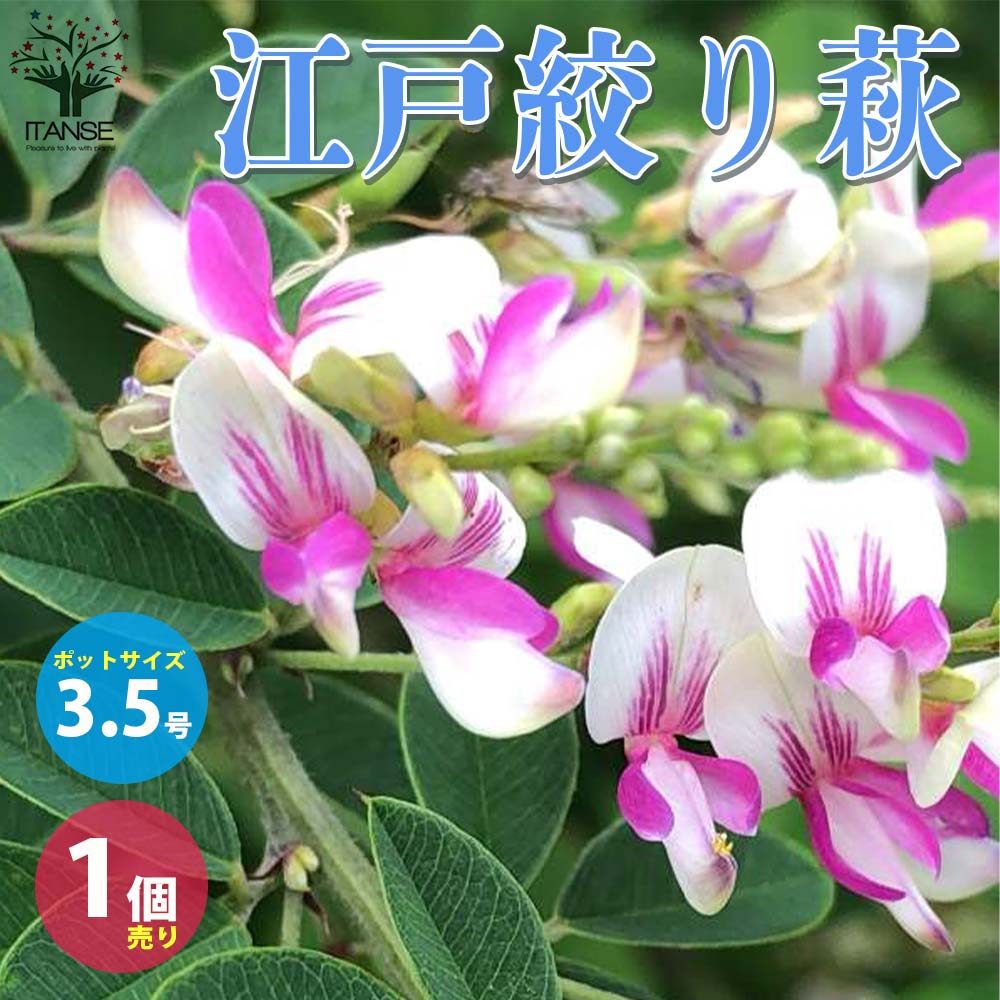 楽天市場】萩 の 木の通販