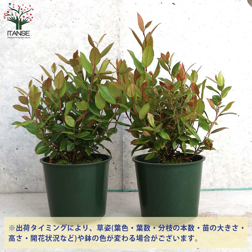 �ڥݥ����UP���ޥ饽����֡����δ���ŷ ( �륳�ơ� ) ��ȥ�ե졼�� ���� ���顼�꡼�� 3.5��ݥå� ����ꥫ����ʥ�ƥ� �륳�ơ� �����衼����ʥ�ƥ� �����ǥ˥� PVP ����̵�� ¨Ǽ