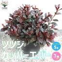 【P2倍★マラソン期間中】赤葉ツツジ カッパーエバー【庭木 5号/1個売り】ロドデンドロン 銅葉ツツジ 黒葉ツツジ 一年を通して見ごたえのある美しい樹木
