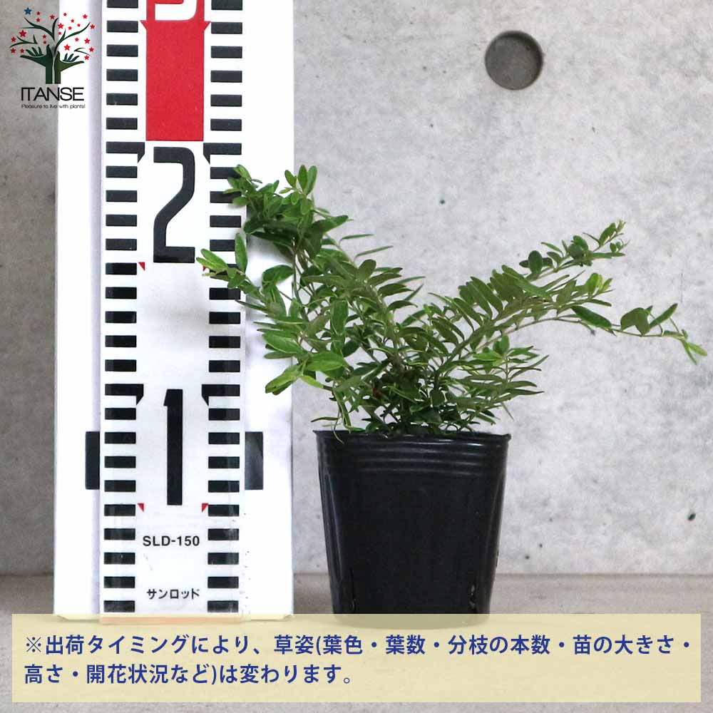 【送料無料】ロニセラ レモンビューティー 庭木 3号ポット 庭木 植木 花木 花の苗 ...