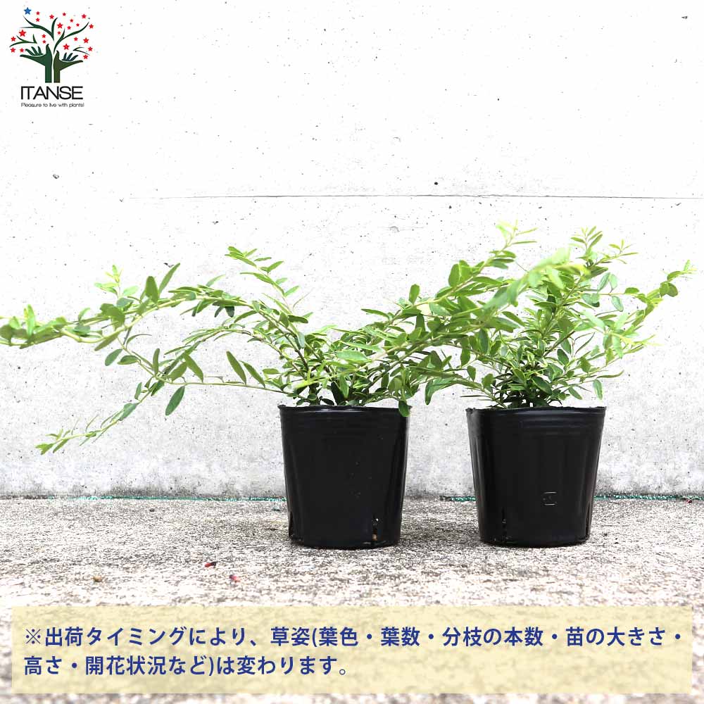 【送料無料】ロニセラ レモンビューティー 庭木 3号ポット 庭木 植木 花木 花の苗 ...