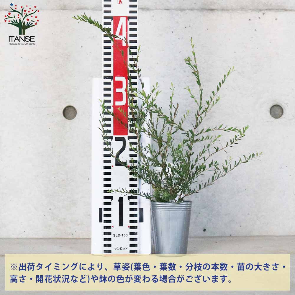 【送料無料】メラレウカ コットンキャンディー ...の紹介画像2