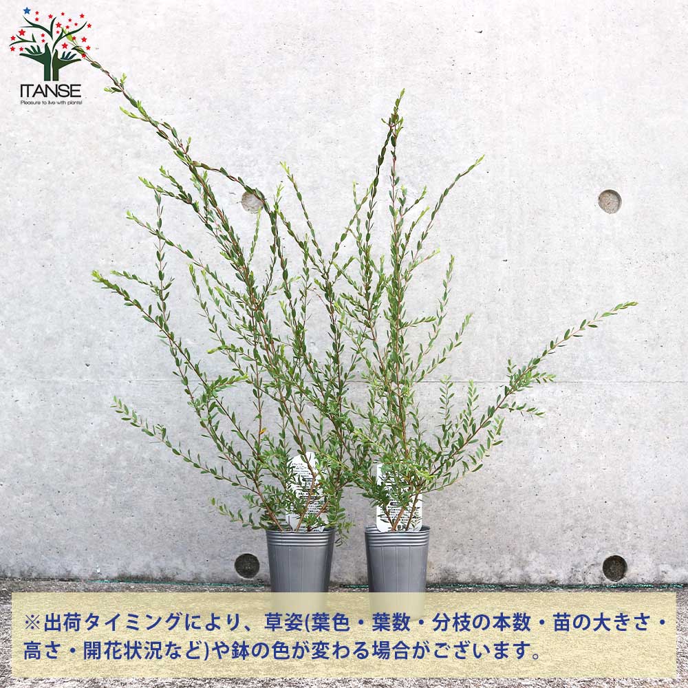 ������̵���ۥ��쥦�� ���åȥ󥭥��ǥ��� �ѡ��ץ� ���� 2.5��ݥå� ���� ���� �� ���� ���ˤ� ���ե� �ץ쥼��� ����� ����� ��Ϸ���� ����̵�� ¨Ǽ