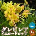 【P2倍★マラソン期間中】グレビレア・イエロードロップ 花木苗【庭木 5号ポット苗/1個売り】グレビレア苗木 グレビレアの苗木 ロブスタ ハゴロモノキ シノブノ...