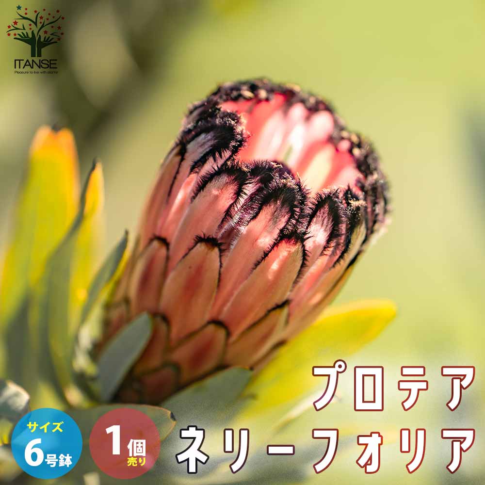 楽天市場】プロテア 種(植木|ガーデニング・農業):花・ガーデン・DIYの通販