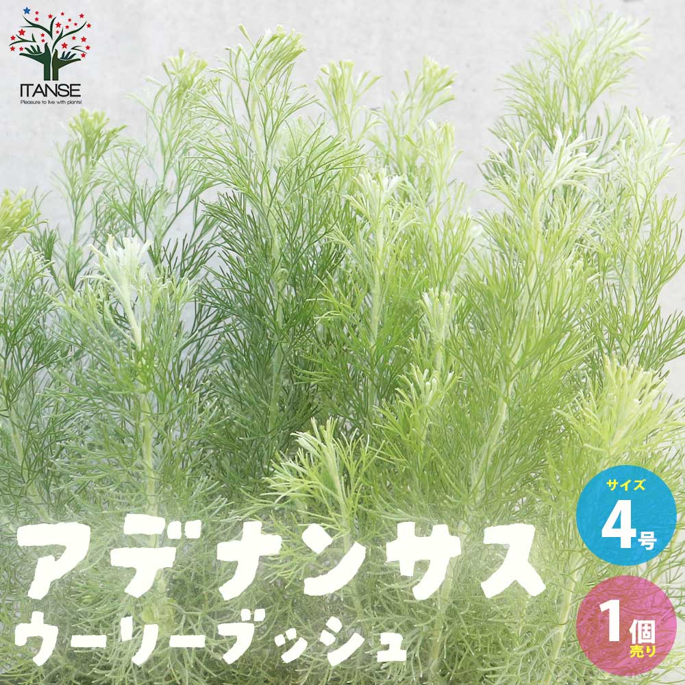 【送料無料】アデナンサス・ウーリーブッシュ【庭木 4号ポット／1個売り】Adenanthos Albany Woolly bush ヤマモガシ オージープランツ ネイティブフラワー フラワーアレンジメント資材のサムネイル