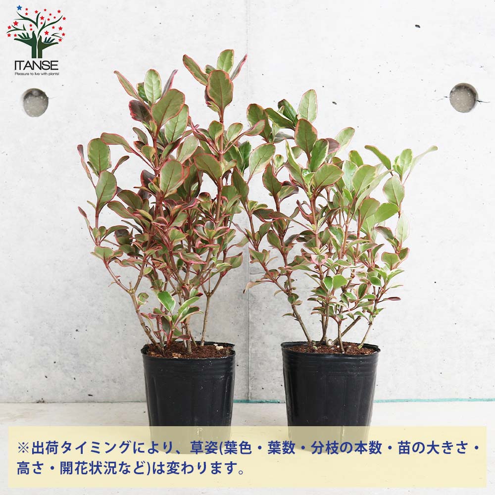 植物販売のITANSE楽天市場店の【送料無料】コプロスマ ティータイム カラーリーフ 庭木 3号ポット カラーリーフ coprosma アンティーク オージープランツ シンボルツリー PVP 送料無料 即納｜アングル3